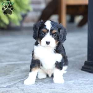 Scout, Cavapoo Puppy